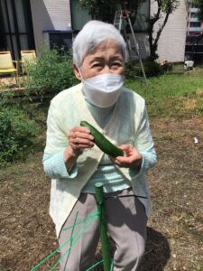 畑で夏野菜を育てています